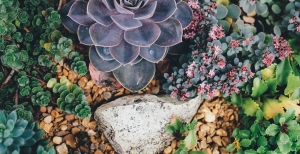 'Umbria e Cactus': mostra-mercato di piante grasse con rarità provenienti dall'Europa