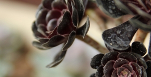 XI Edizione di 'Festa del Cactus': la più grande mostra-mercato d'Italia dedicata alle piante grasse da collezione