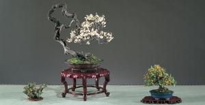 Corsi di arte del Bonsai per il 2018 - aperte le iscrizioni - Università del Bonsai