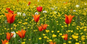 Giardinity Primavera - I Bulbi di Evelina Pisani