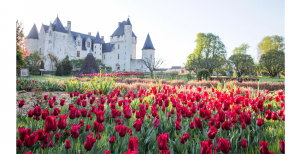 I tulipani del castello - Castello di Rivau (Francia)