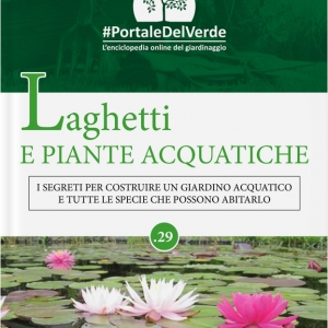 Fiori Acquatici / Piante Acquatiche Da Giardino Quali Sono E Che Cure Richiedono : Pngtree ti fornisce 11 fiori acquatici liberi png, psd, vettori e clipart.