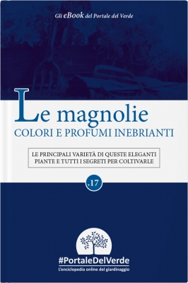 Le magnolie. Colori e profumi inebrianti