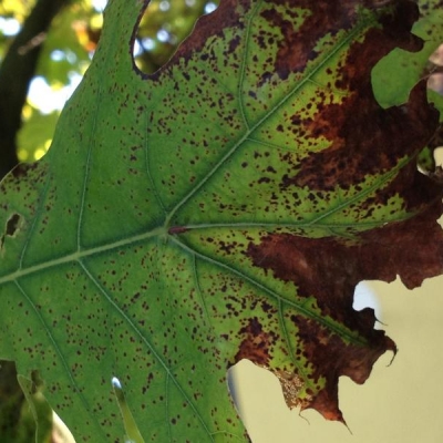 La mia quercia si sta seccando e in estate cominciano a cadere le foglie. Quali trattamenti si possono effettuare?