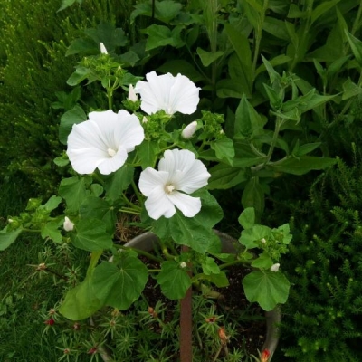 Ho trovato questa pianta in giardino, ma non ricordo di averla piantata: che pianta è?