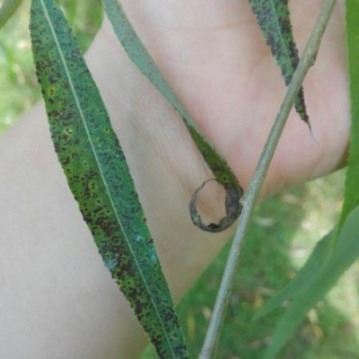 Il Salice del mio giardino presenta foglie attaccate da macchie nere: cosa posso fare?