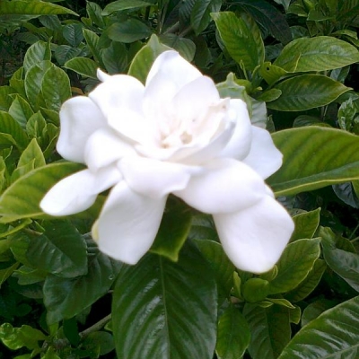 Come coltivare la gardenia in giardino: dove piantarla e metterla a dimora in vaso