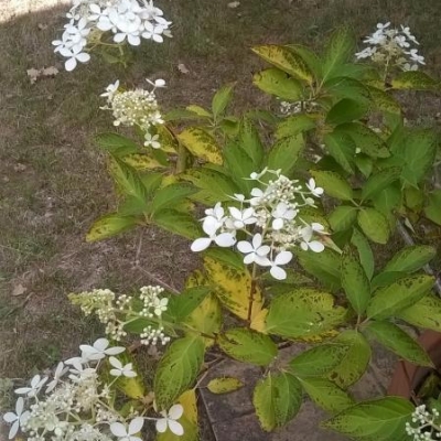 Hydrangea Paniculata con segni di deperimento: come posso curarla?