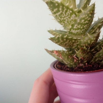 Il mio cactus di Aloe si presenta secco sulle punte: qual è la malattia della pianta?