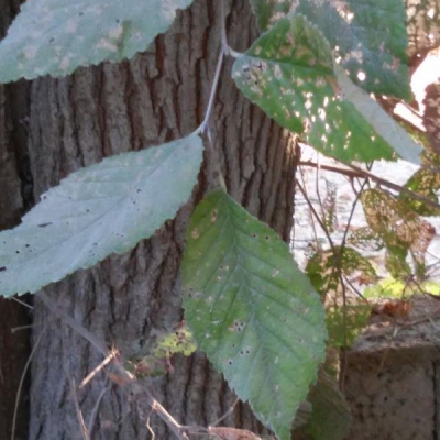 Vorrei sapere che tipo di albero ornamentale è quello rappresentato in foto