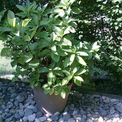 Ortensie da giardino che non fioriscono: colpa di una potatura sbagliata?