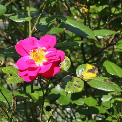 Malattie rose: le foglie hanno subito un attacco. Qual è la causa?