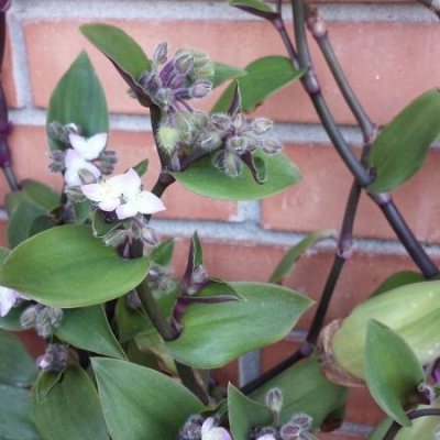 Che pianta è questa con stelo noduloso e fiori bianchi con bordo viola?