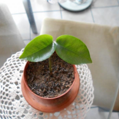 Zamioculcas zamiifolia: come coltivarla? Quanto attendere per veder le foglie doppie?