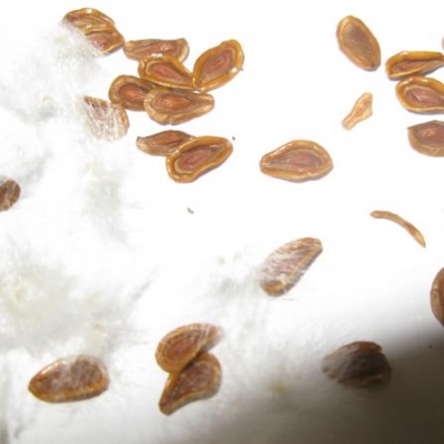 Caralluma europaea: qual è la corretta procedura per far germinare i semi di questa pianta grassa?