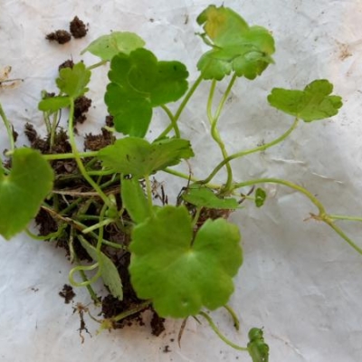 Prato infestato: quali erbicidi usare?