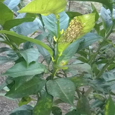 Le foglie dei limoni presentano strane macchie bianco-nerastre. Qual è la causa e come posso intervenire?