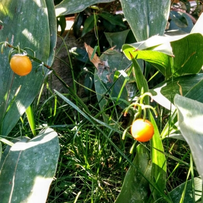 Come devo comportarmi se le mie piantine di mughetti hanno prodotto delle palline verdi?