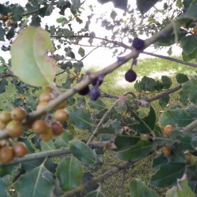 Il mio Agrifoglio o Ilex si sta seccando e le foglie tendono ad ingiallire: qual è la causa e come posso intervenire?