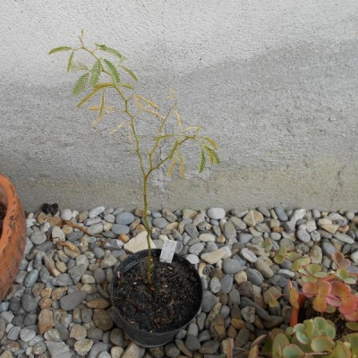 Come si coltiva la Prosopis cineraria e come posso evitare la sofferenza della pianta?