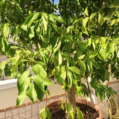 La pianta di limone presenta degli strappi sulle foglie: quale può essere la causa?