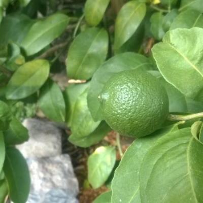 Perchè la mia pianta di kumquat non fruttifica?
