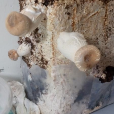 Funghi velenosi: cosa fare se ho dubbi sulla commestibilità?