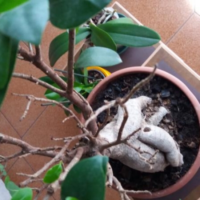 Come curare un Bonsai Ficus?