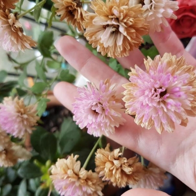 Fiori: possibili cause del cambiamento di colore dei petali