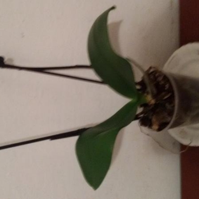 Orchidea, come annaffiarla correttamente in pochi minuti