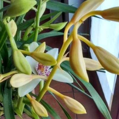 I boccioli della mia orchidea Cymbidium sono ingialliti e cadono!