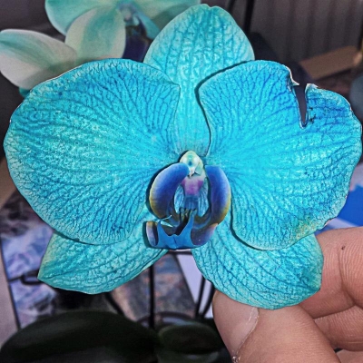 Orchidea con fiori nuovi dal colore diverso perchè?