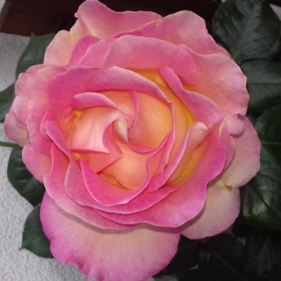 che tipo di varietà è questa rosa?