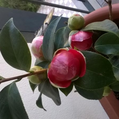 Come posso aiutare la pianta di camelie?
