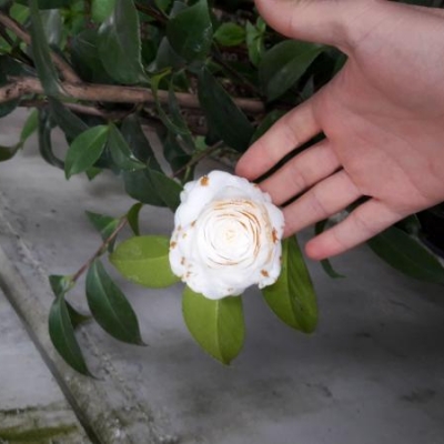 Camelia Japonica con macchie marroni. Perchè?