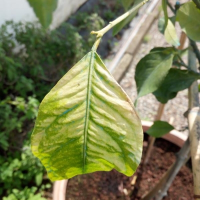 Le foglie della mia pianta di limoni sbiadiscono ed hanno dei puntini, perchè?