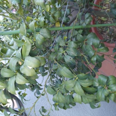 La mia pianta di Kumquat perde le foglie, cosa posso fare?