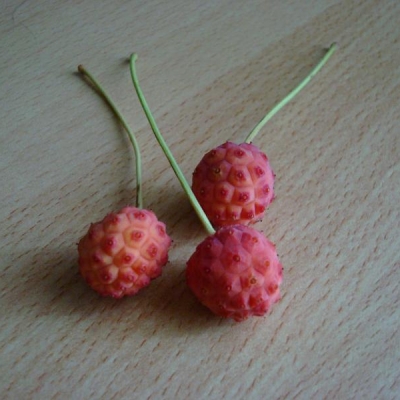La mia pianta produce dei frutti rossi simili ai lamponi... E' un Corniolo?