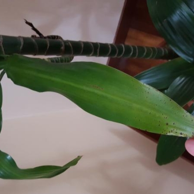 Dracena diventata nera e le foglie hanno delle macchie, cosa posso fare?