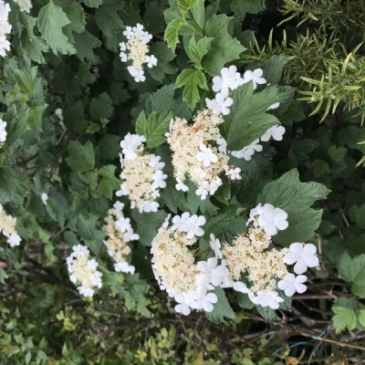 Come mai il mio Viburno palla di neve fa questi fiori?