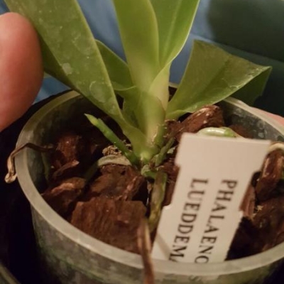 La mia orchidea Phalaenopsis luedemanniana non fiorisce, perchè?