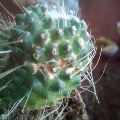 Mammillaria spinosissima con macchie marroni, di cosa si tratta?