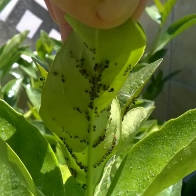 Alcune foglie del Lauroceraso sono gialle e ci sono dei pidocchi, cosa posso fare?