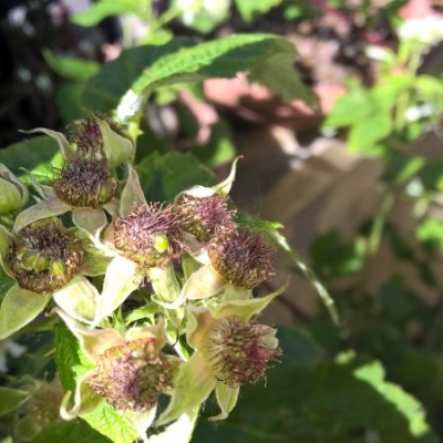 Come mai la mia pianta di lamponi produce fiori ma non frutti?