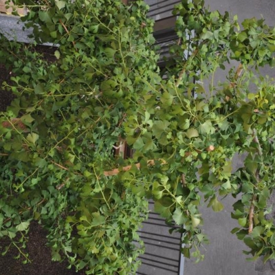 Il Ginkgo Biloba ha subito un taglio drastico, crescerà come prima?