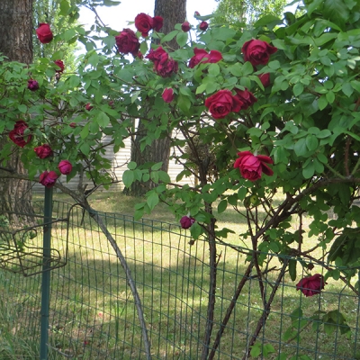 Come si chiama la rosa che profuma come la Crimson Glory ed è di color bordeaux?