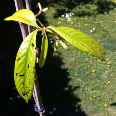 Cosa si sta mangiando le foglie del mio Asimina Triloba (banano di montagna)?