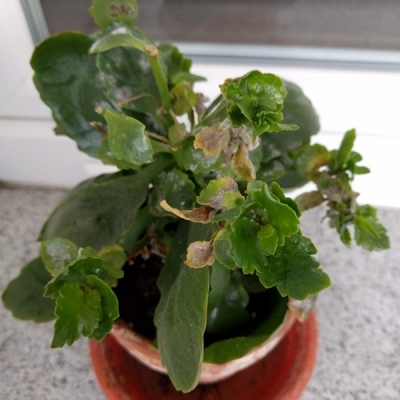 Kalanchoe Blossfeldiana ha dei problemi, ora sta peggiorando. Posso fare ancora qualcosa?