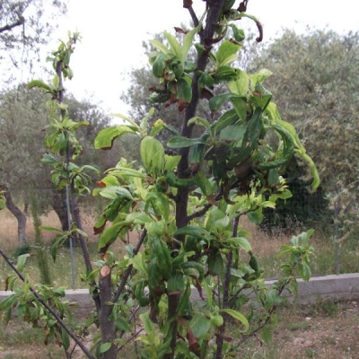 Quale malattia ha colpito la mia pianta di pesco?