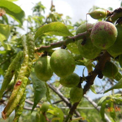 Nocepesca Madonna d'agosto ha dei frutticini con decolorazioni strane: cosa fare?